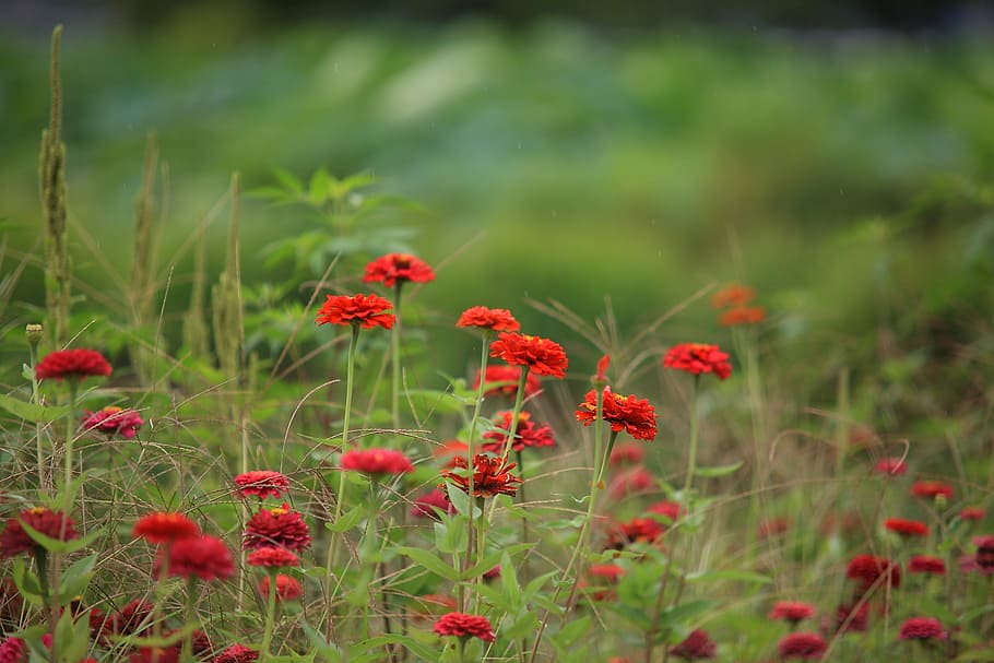 selective, focus photography, red, petaled flower, nature, flowers, plants, grass, outdoors, autumn