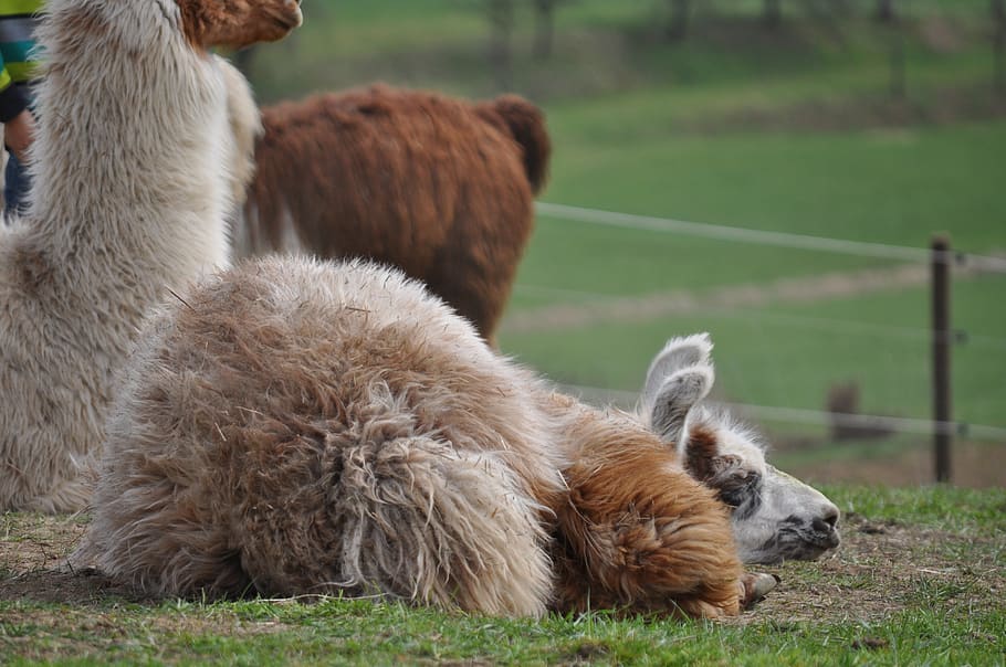 lama, alpaca, hairy, fluffy, animal, foto session, chilled, mammal, animal themes, pets