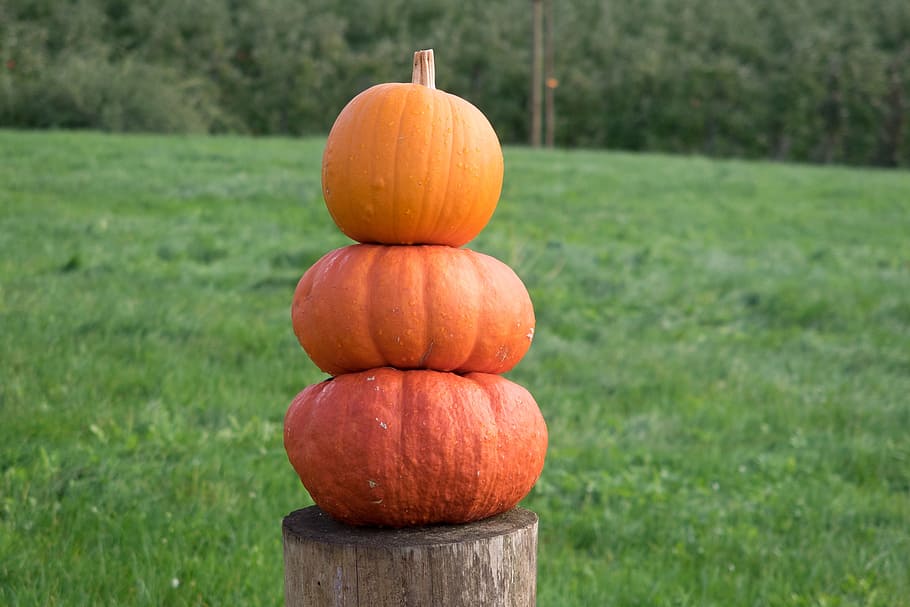 three, stacked, pumpkin, brown, wooden, log, pumpkins, autumn, orange, yellow