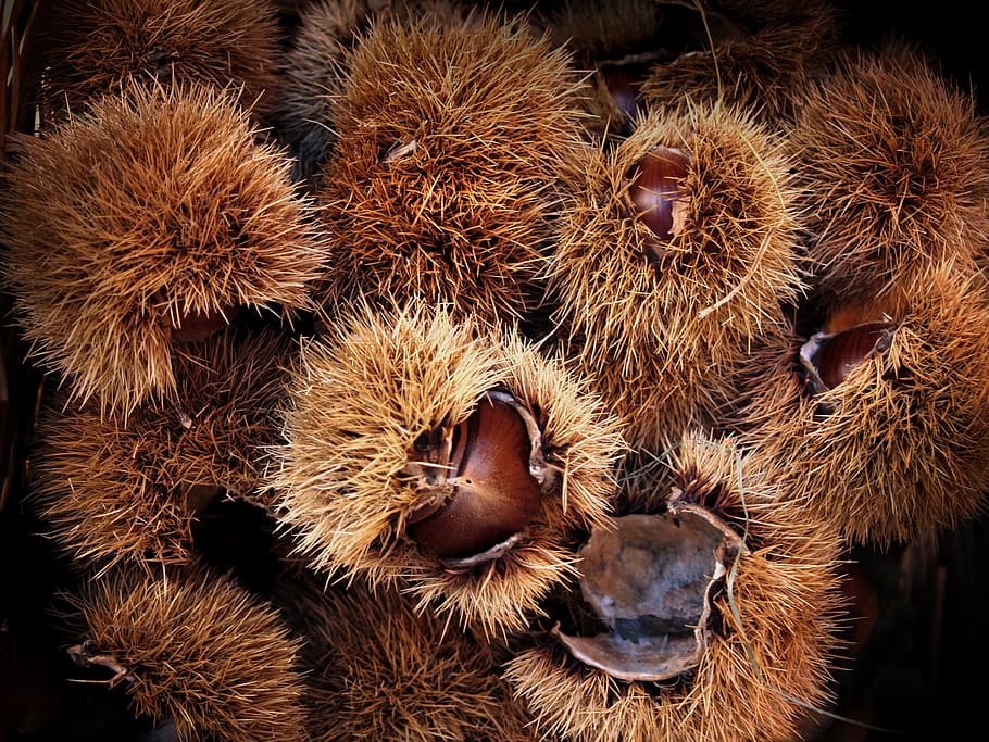 chestnuts, crop, chestnut, plant, core, castanea sativa, brown, open, shell, spike