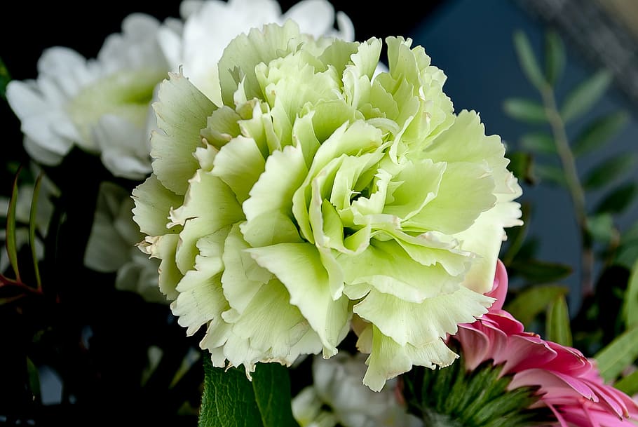 close-up photography, green, white, artificial, petaled flowers, flowers, carnation, flower, white flowers, carnation family