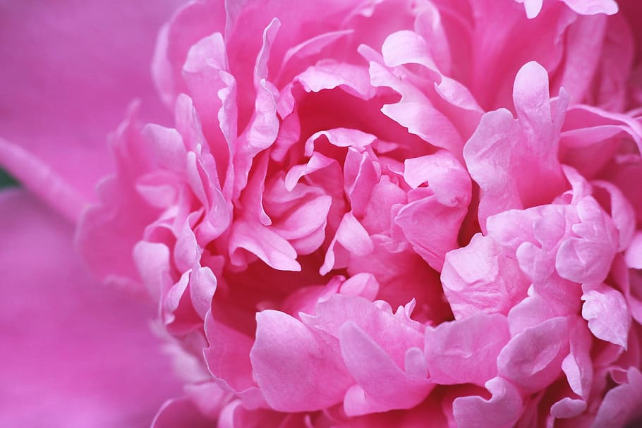 closed, pink, peony, flower, petals, spring, pink flower, closeup, macro photography, may