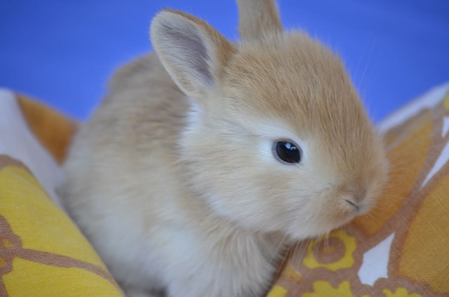brown, rabbit, orange, textile, bunny, sweet, cute baby, nature, animals, rabbit - Animal