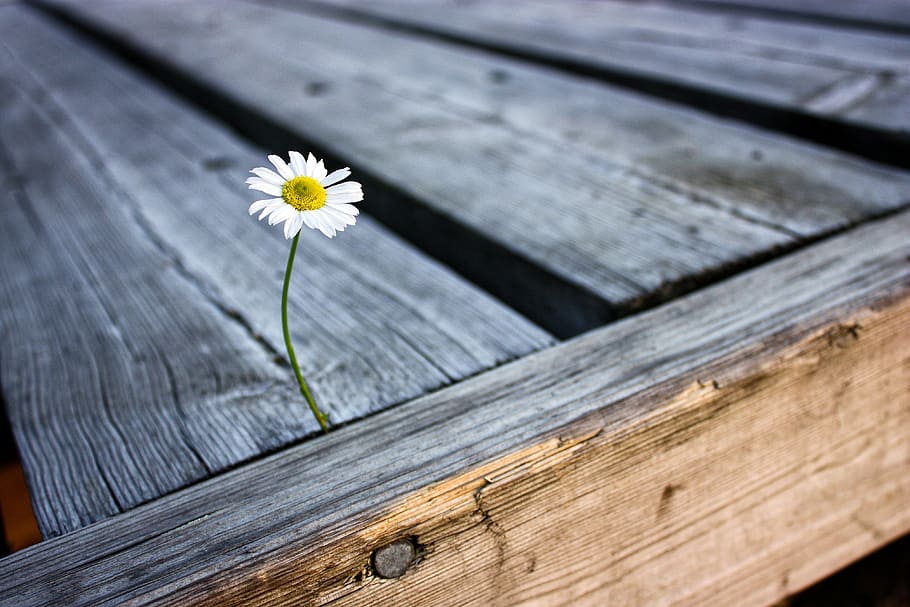 white, chamomile, brown, wooden, surface, close, white Daisy, flower, daisy, pier