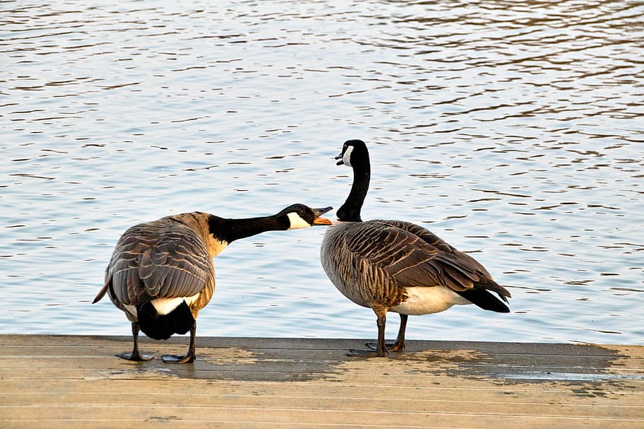 wild geese, two, chatter, nature, aasee, münster, sunshine, ranting, animal themes, bird