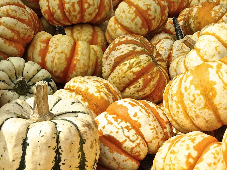 bunch, orange, squash, pumpkin, gourd, decoration, structure, autumn motives, pumpkins, dark green