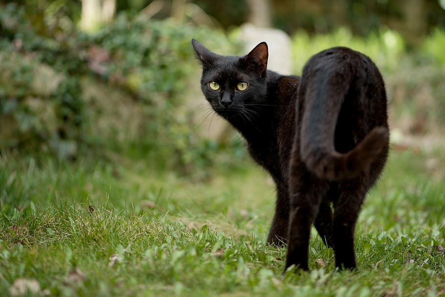 bombay cat, berdiri, rumput, anak kucing, kucing, kucing hitam, kucing domestik, hewan peliharaan, hewan, kucing-tom