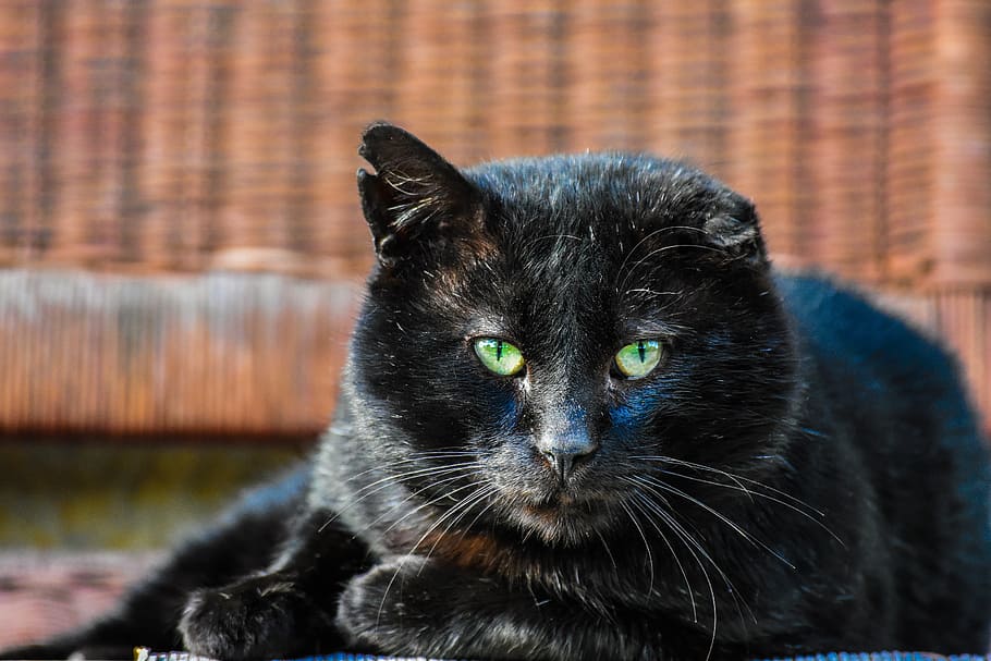 short-coated black cat, cat, black, eyes, face, black cat, wild, animal themes, domestic, animal