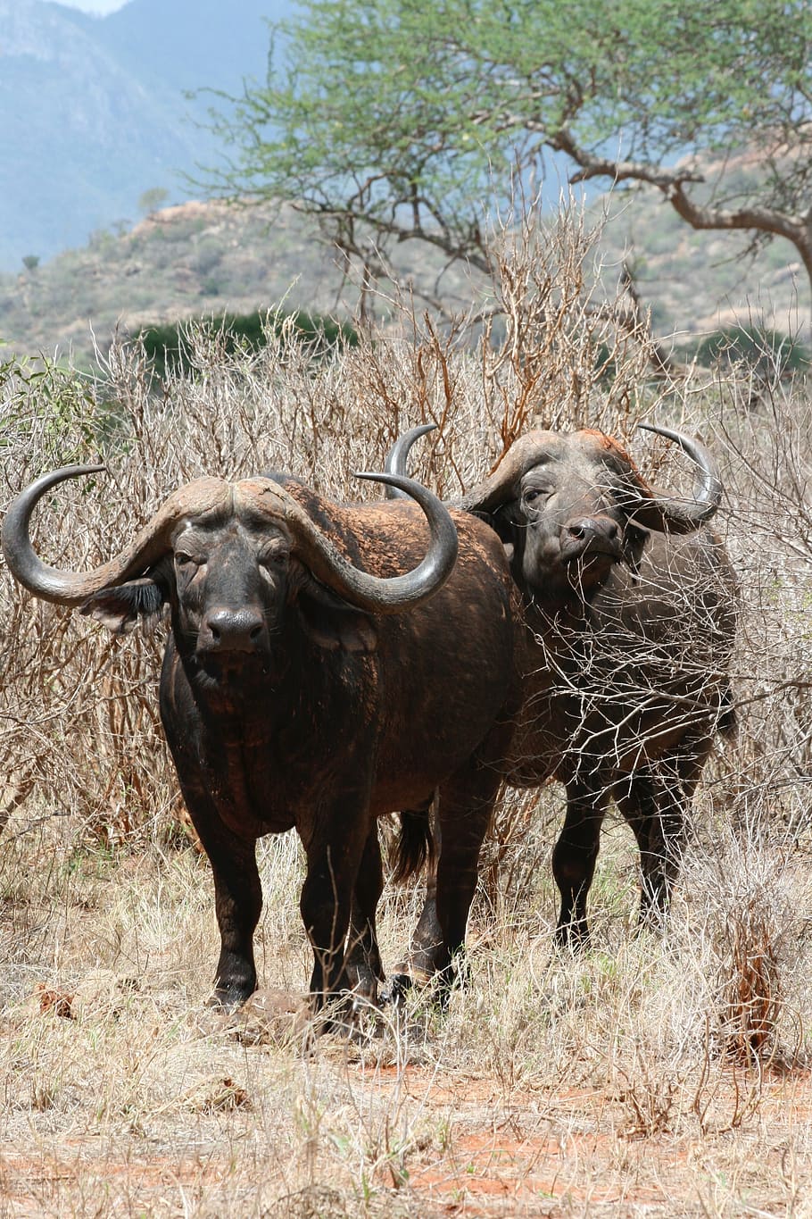 Búfalo, cuernos, Safari Park, Kenia, fauna animal, temas de animales, animales en estado salvaje, ninguna gente, búfalo de agua, animal
