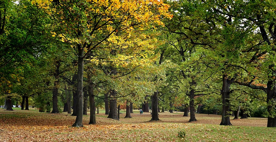 Seasonal, green leafy trees, tree, plant, autumn, growth, beauty in nature, tranquility, change, park