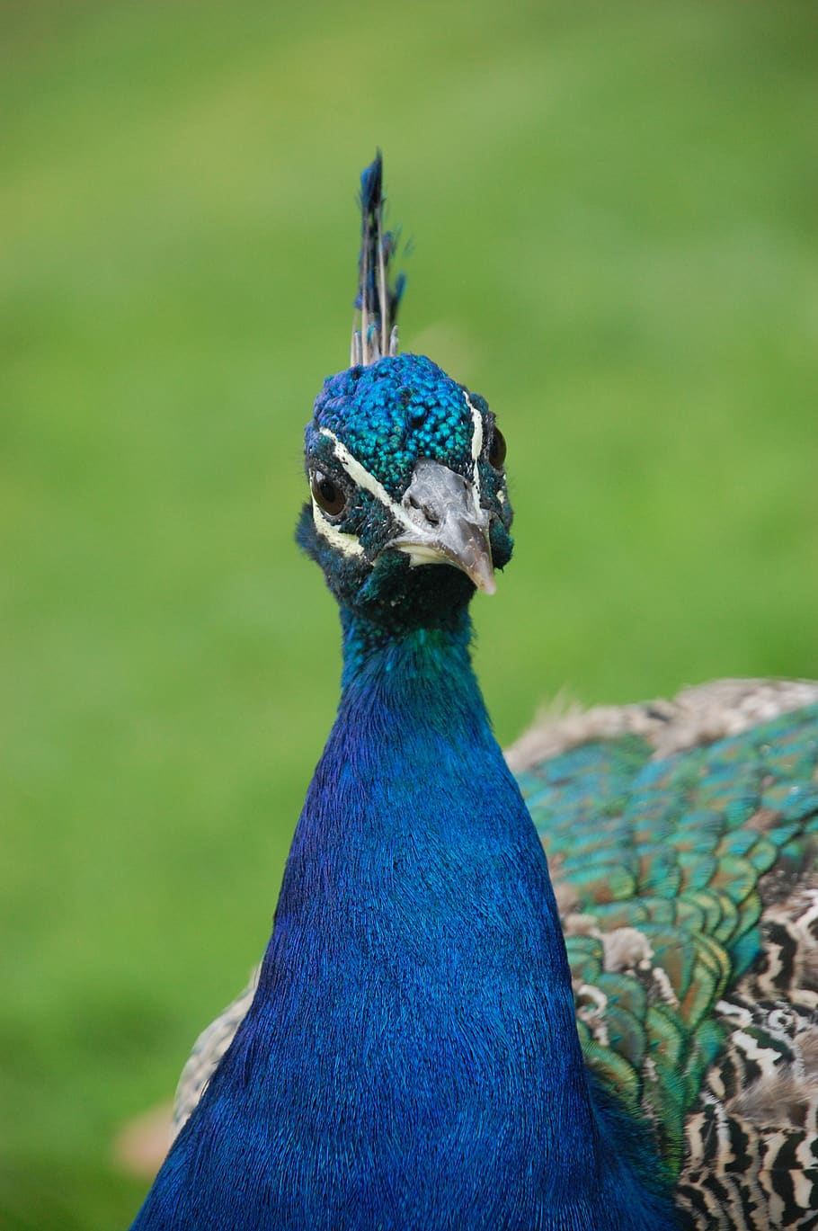 peacock, bird, animals, one animal, animal themes, animal, animal wildlife, vertebrate, animals in the wild, blue
