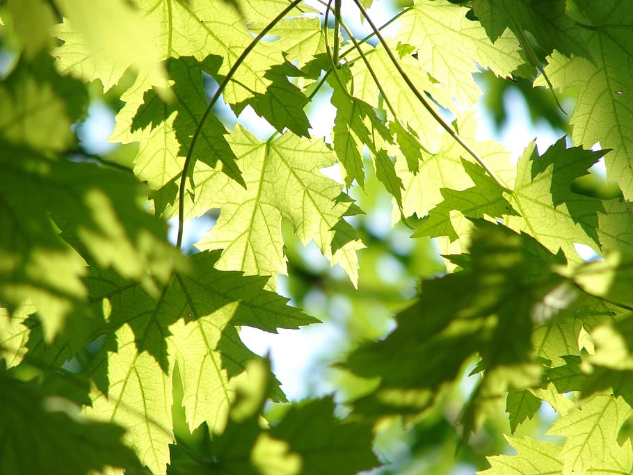 verde, arce, hojas, fondos de pantalla, verano, temporada, árbol, hoja, iluminado por el sol, naturaleza
