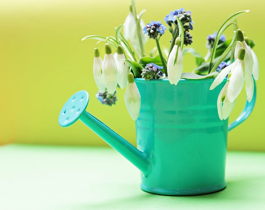 shallow, focus photography, white, flowers, teal, watering, snowdrop, forget me not, watering can, yellow