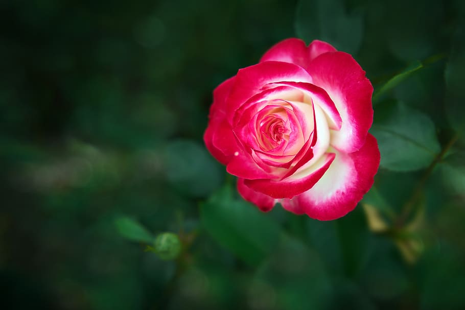 rosa roja hermosas flores naturales exuberantes de pétalos de