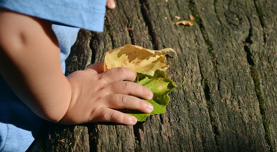 Child'S, Hand, Access, Feel, mão de criança, experimente a natureza, prancha de madeira, madeira, educação da natureza, folhas
