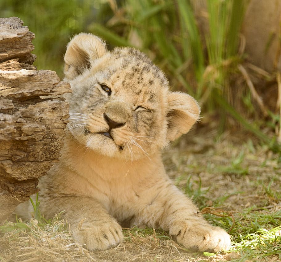 wildlife photography, cub, lion cub, adorable, cute, close, eyes, wink, cheerful, love