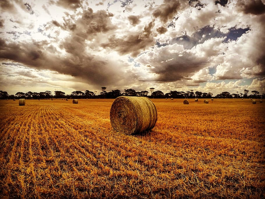 farm, haystack, nature, field, landscape, land, cloud - sky, agriculture, environment, rural scene