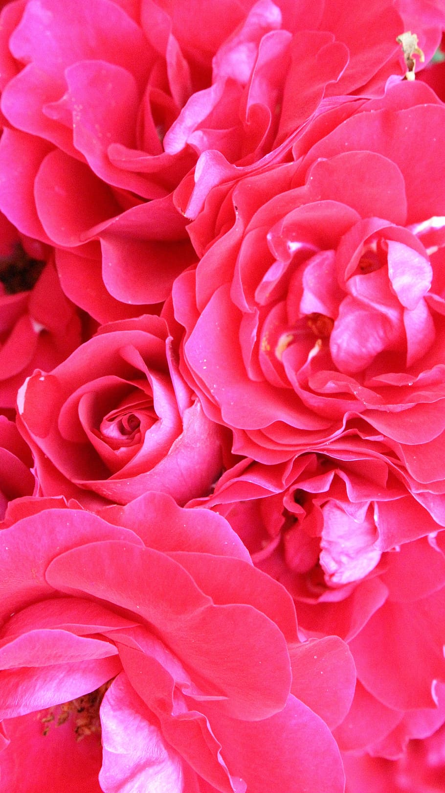 rosas, rosa, flor, rosa roja, flores, flores moradas, planta floreciendo,  planta, belleza en la naturaleza, primer plano | Pxfuel