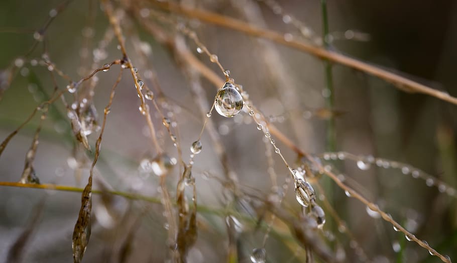 water droplets, grass, close, photography, water, leaf, outdoor, wet, raindrops, blur