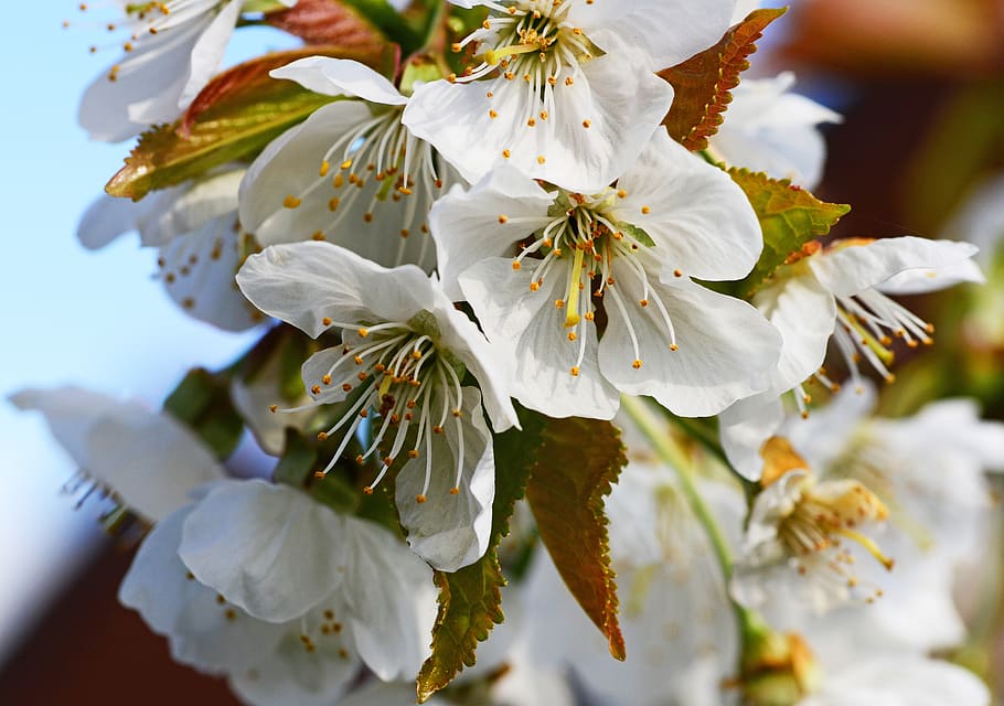 cherry blossom, edible cherry, sweet cherry, prunus, flower, off-white, petals, tree, spring, sepals