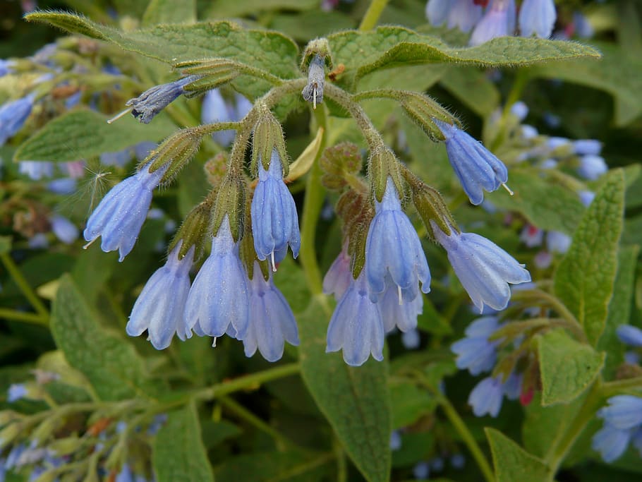 consuelda áspera, flor, azul, symphytum asperum, matricaria del Cáucaso, raublattgewächs, boraginaceae, floración, flora, plantas