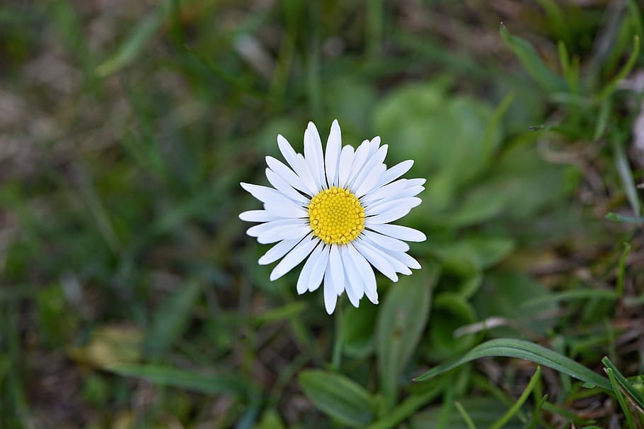 Margarida, Flor, Branco, flor pontiaguda, início das flores, jardim, natureza, grama, prado, individualmente