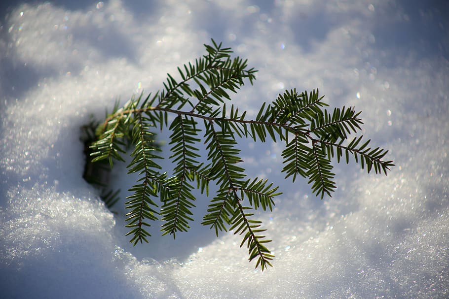pohon natal hijau, natal hijau, pohon natal, biru, cabang, hijau, pinus, salju, putih, musim dingin