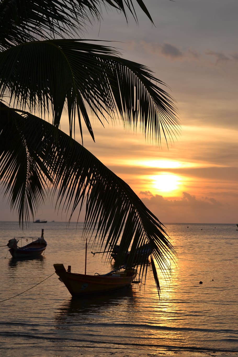 Thailand, Kho, Tao, Palm, Boot, Sunset, kho tao, water, beach, travel