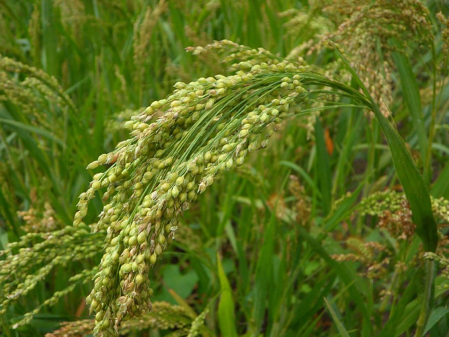 green wheat, millet, cultivation, cereals, agriculture, spike, plant, growth, green color, beauty in nature