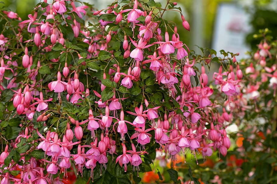 fuchsia, bunga, pink, taman, bunga fuchsia, semak, warna merah muda, tanaman berbunga, menanam, keindahan di alam