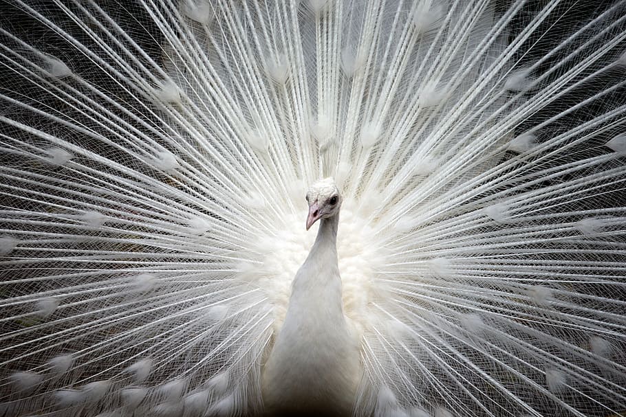 female indian peafowl, peacock, white, bird, nature, beautiful, feather, vibrant, elegant, plumage