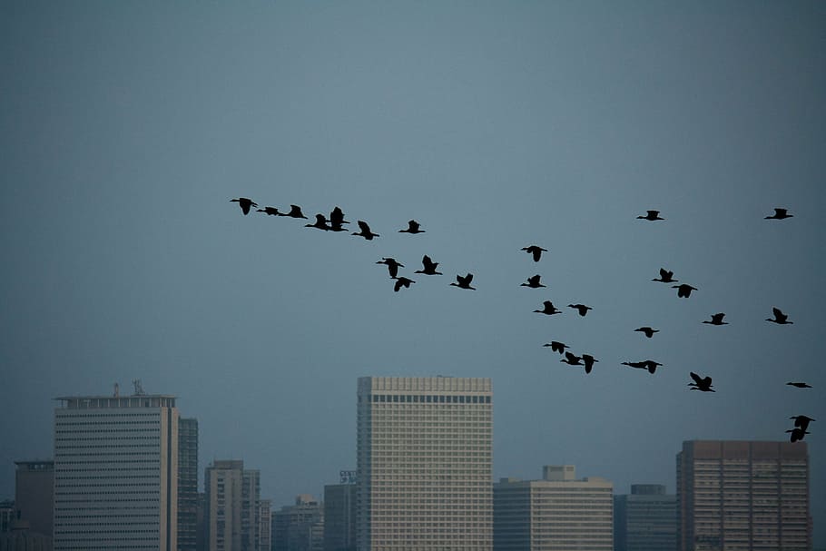 aves, rebanho, céu, voar, animais selvagens, paisagem urbana, cidade, crepúsculo, pássaro, voando