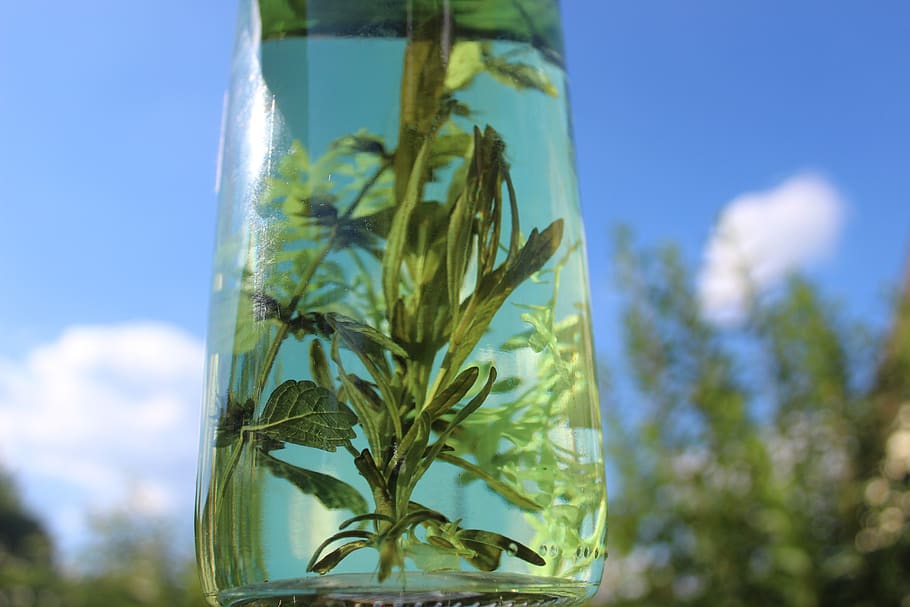herbs, oil, therapy, wellness, health, healthy, plant, growth, sky, nature