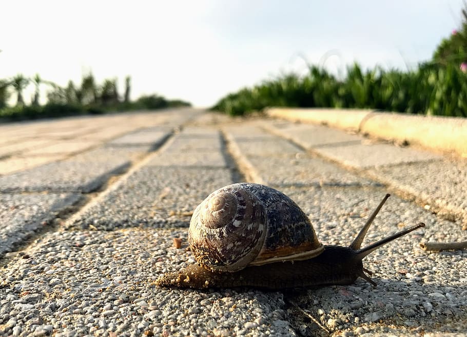 slow down, calming, nature, slowed down, slowly, relaxes, shell, snail shells, mollusk, snail