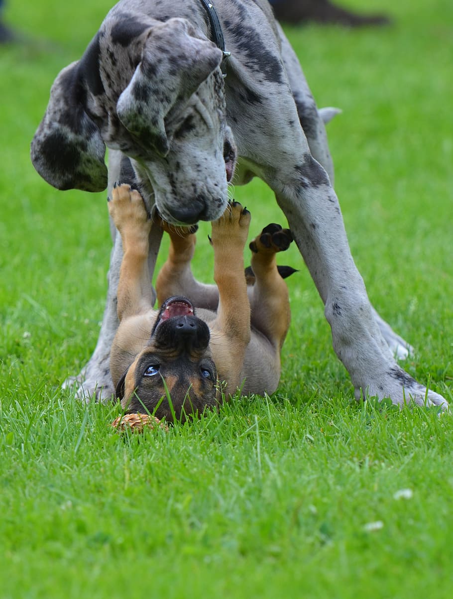 gray, black, great, dane puppy, great dane, grey tiger, small hybrid, puppies, playing dogs, cute
