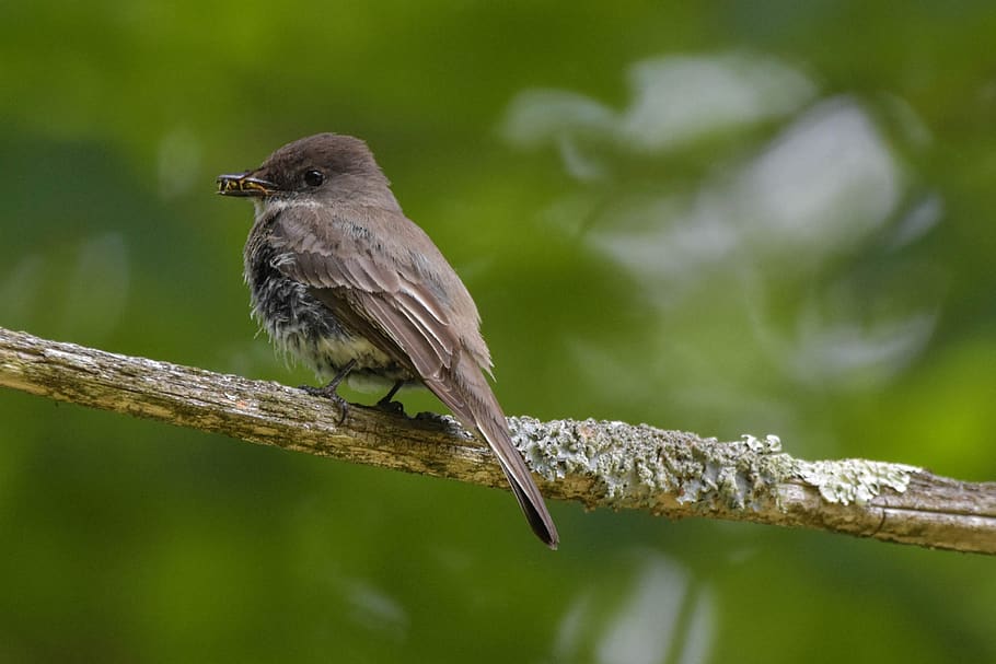 bird, eastern phoebe, large flycatcher, semi-profile, perched on a branch, holding a bee in its beak, blurred medium green background, animal wildlife, animal themes, animal
