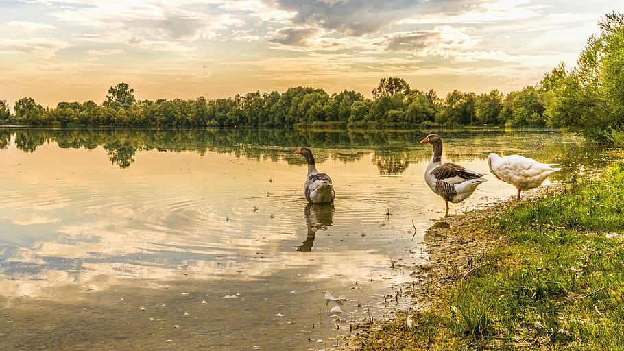 two, gray, one, white, ducks, body, water, geese, lake, waterfowl