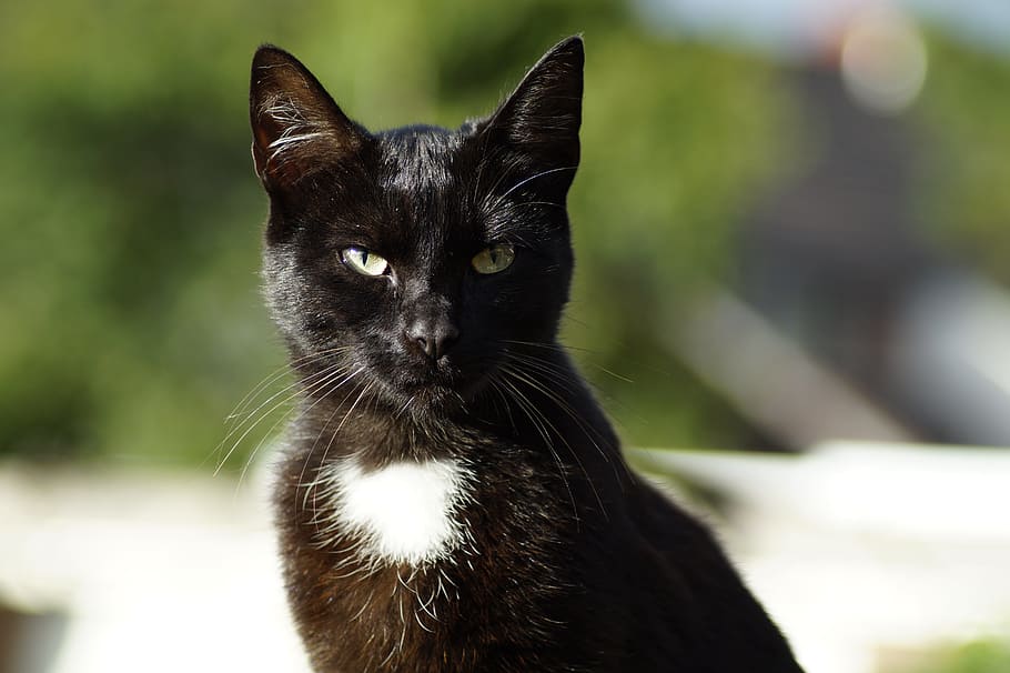 gato esmoquin, superficial, fotografía de enfoque, gato, animal, mascota, gato negro, mascotas, animales domésticos, mamífero