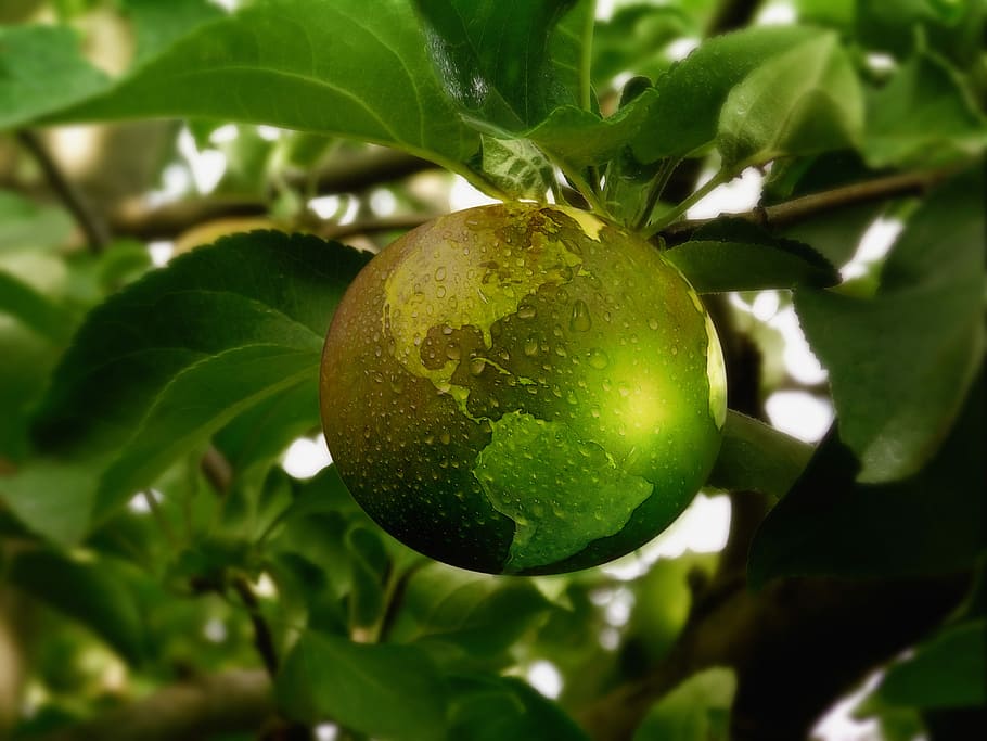 shallow, focus photography, green, fruit, sustainability, energy, apple, globe, grass, meadow