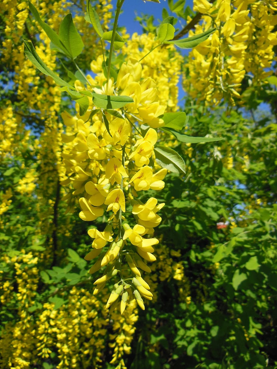 yellow petal flower, laburnum anagyroides, pea family, close-up, golden rain, shrub, small tree, plant, plant world, thriving