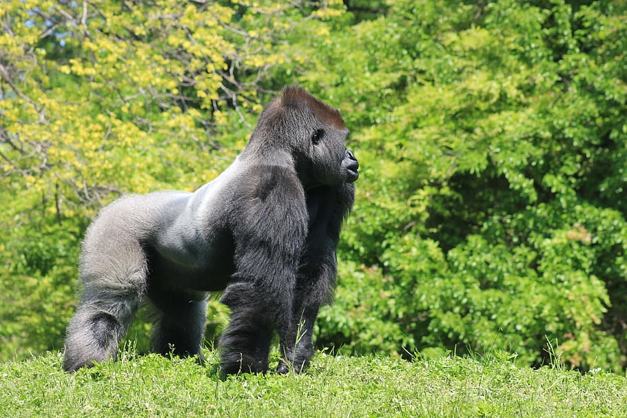 black, gray, gorilla, trees, daytime, silver back, male, fur, beast, huge