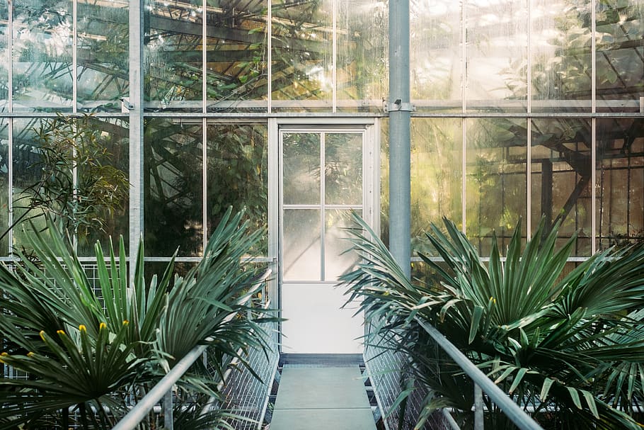 green, plant, building, glass, path, door, growth, nature, day, window