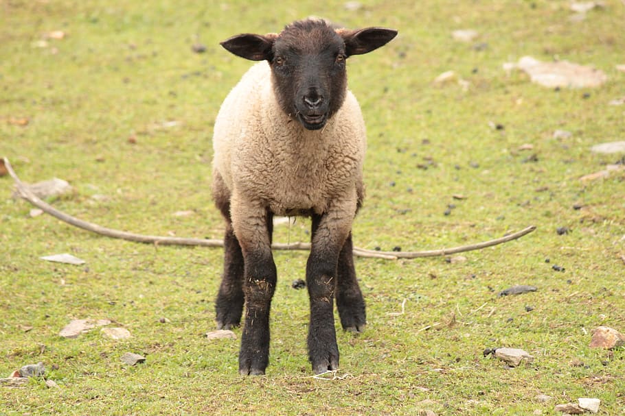 茶色の羊 子羊 羊 カブ ファーム 動物 経済 小さな羊 かわいい 家畜 Pxfuel
