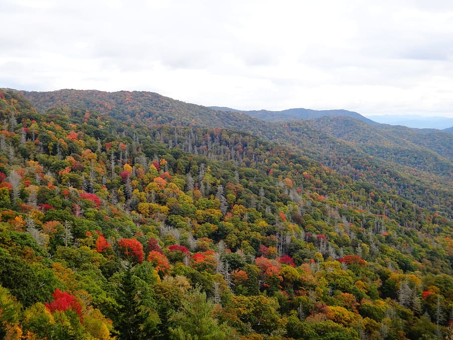 hebat, berasap, pegunungan, Musim Panas India, Pegunungan Great Smoky, musim gugur, hutan, warna-warni, north carolina, appalachian