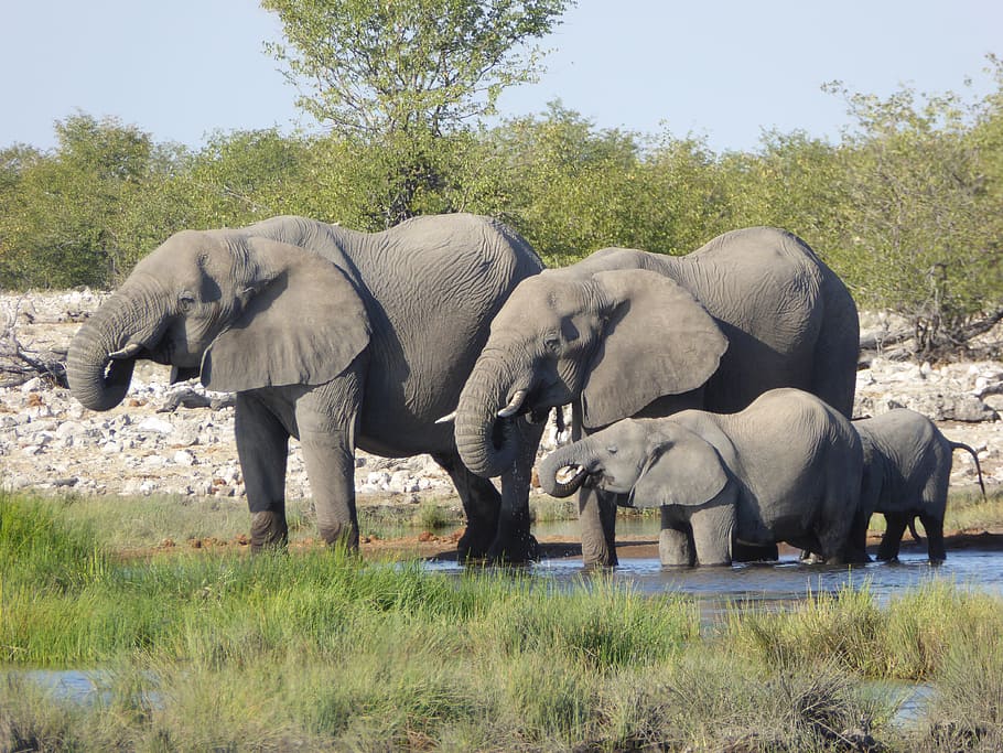 cuatro, elefantes, cuerpo, agua, elefante, África, safari, manada de elefantes, animal, parque nacional