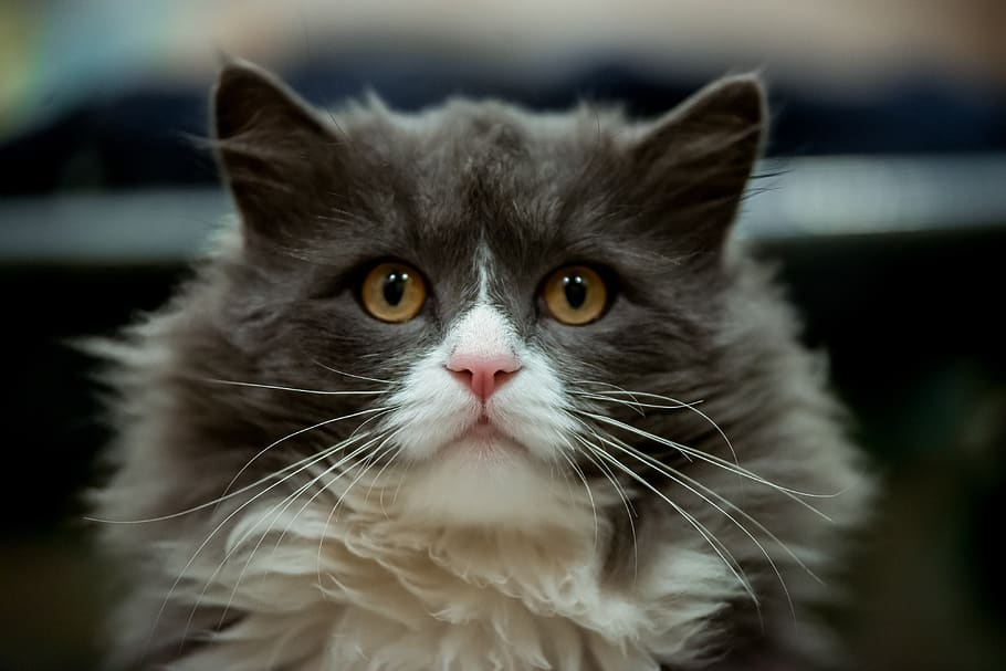 gray cat with white muzzle, beautiful cat, cat, mustachioed, expressive eyes, genic cat, beautiful eyes, yellow eyes, pink nose, animals