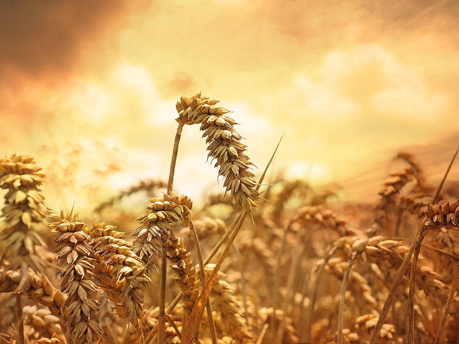 dried, wheat field, taken, daytime, wheat, grain, cornfield, sunset, lighting, plant
