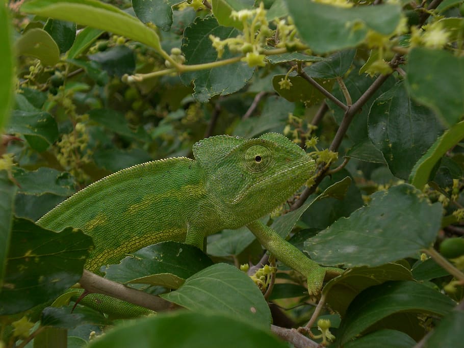chameleon, mimicry, green, reptile, animal, nature, wildlife, lizard, green Color, animals in the wild