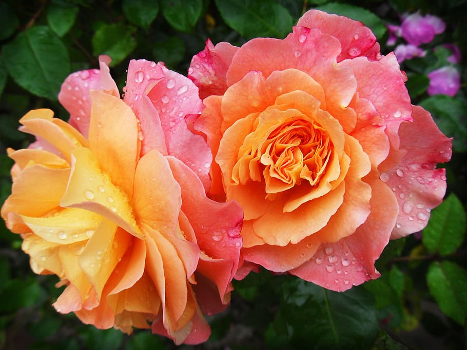 two, orange, roses, rose, nature, flower, flowers, spring, petal, beauty in nature