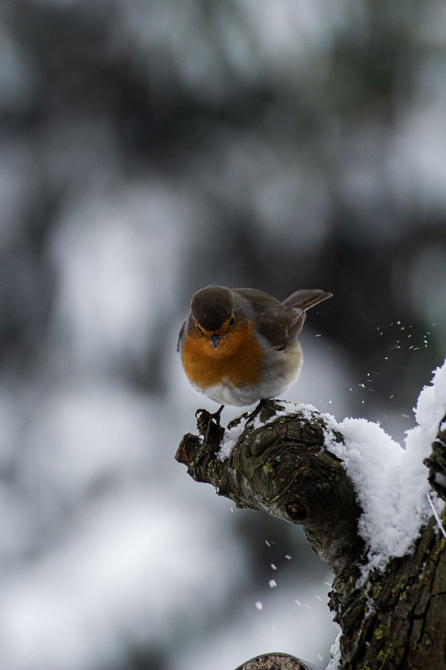 robin, burung, musim dingin, salju, unggas liar, alam, cabang, pohon, burung penyanyi, tema binatang
